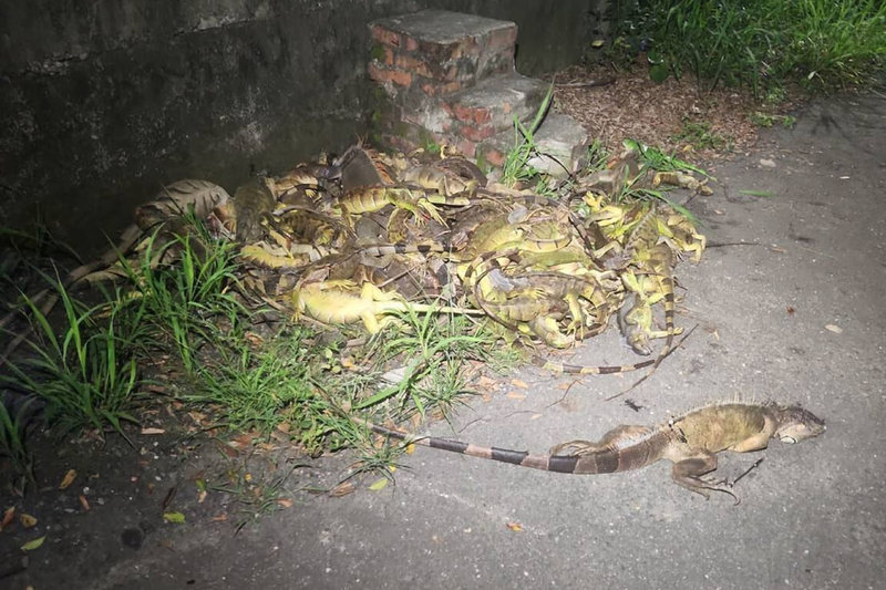 為避免綠鬣蜥族群大量繁殖移轉其他流域，影響移除進度，台南市農業局表示，今年1月至11月累積捕捉2萬3759隻，相較113年同期捕捉1萬745隻，捕獲數量已倍增。（台南市農業局提供）中央社記者楊思瑞台南傳真　114年11月17日