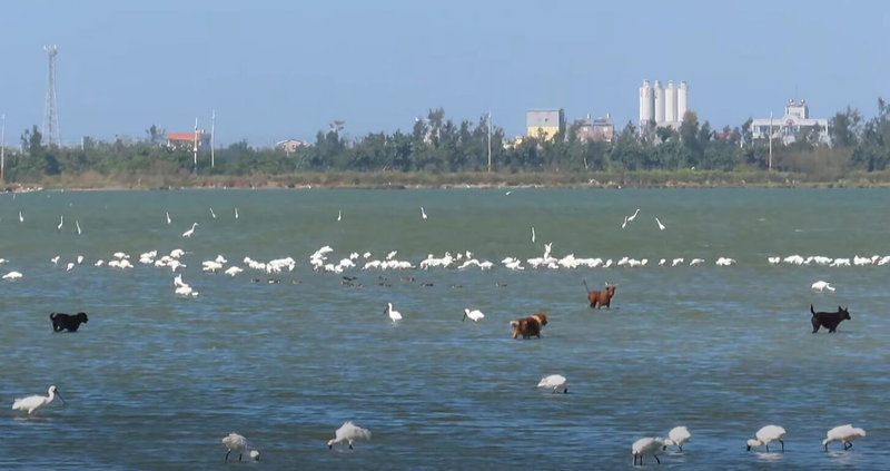 攝影師蘇家弘17日中午在嘉義布袋台17線旁濕地拍攝野鳥時，驚見4隻狗在濕地追逐黑面琵鷺，盼相關單位能注意，不要讓野狗威脅野鳥的生存。（蘇家弘提供）中央社記者蔡智明傳真　114年11月17日