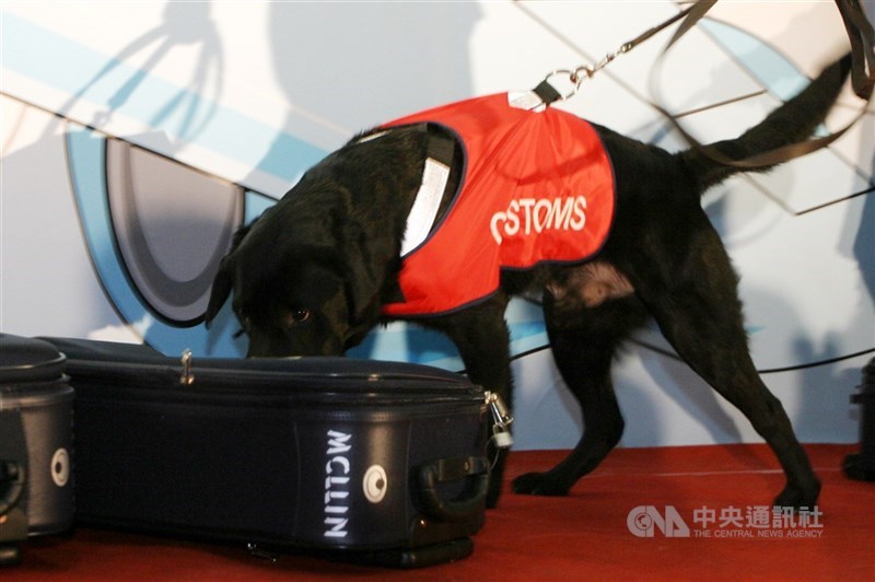 圖為演練海關緝毒犬查緝行李藏毒。（中央社檔案照片）