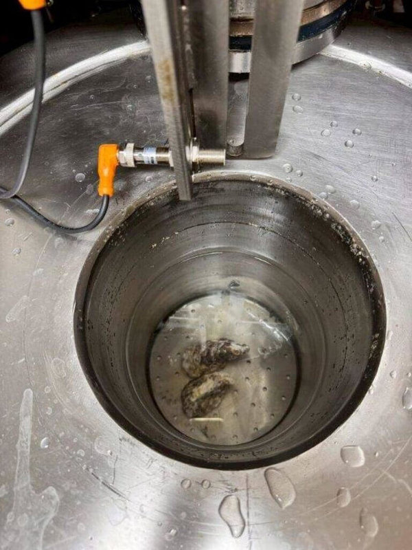 為解決牡蠣剝殼長期面臨的人力短缺與高齡化問題，農業部水產試驗所導入超高壓技術，使牡蠣殼、肉因膨脹係數差異而分離達到去殼效果，提高效率與食安，且取肉率達98%以上，更能保持牡蠣的鮮度與風味。（水試所提供）中央社記者汪淑芬傳真　114年11月18日