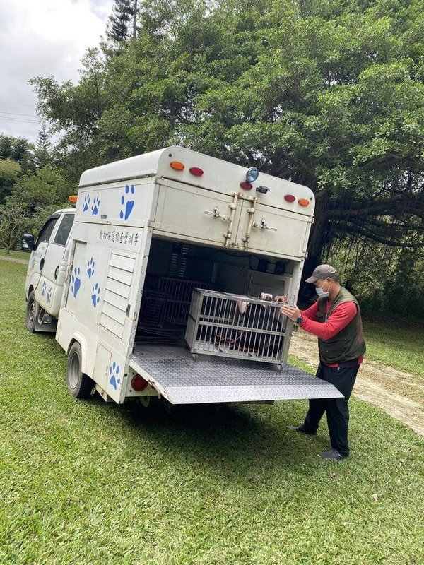 苗栗縣通霄鎮有犬隻叼咬死亡鼬獾，鼬獾經送檢驗確診狂犬病陽性。動防所18日到現場捕捉該犬，因犬隻嘴齒接觸到鼬獾屍體，有高度感染風險，經與飼主溝通同意依防疫規定辦理安樂死。（苗栗縣政府提供）中央社記者管瑞平傳真　114年11月18日