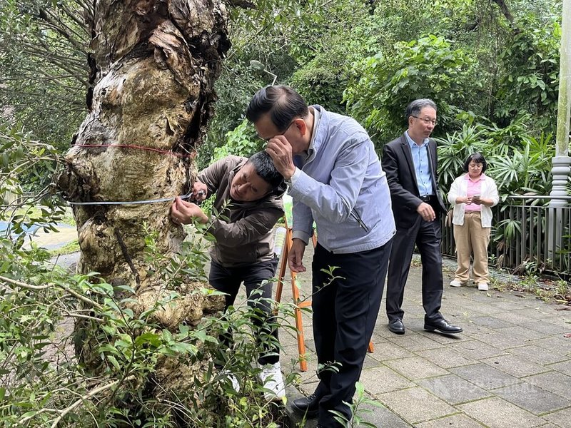 台北市教育局說，為扎根環境教育，已辦理150場次輔導活動，115年將有逾百校響應自行擬定4年期碳中和計畫，而種樹可增加碳匯，透過測量可算出每棵校樹的碳匯。中央社記者楊淑閔攝 114年11月19日