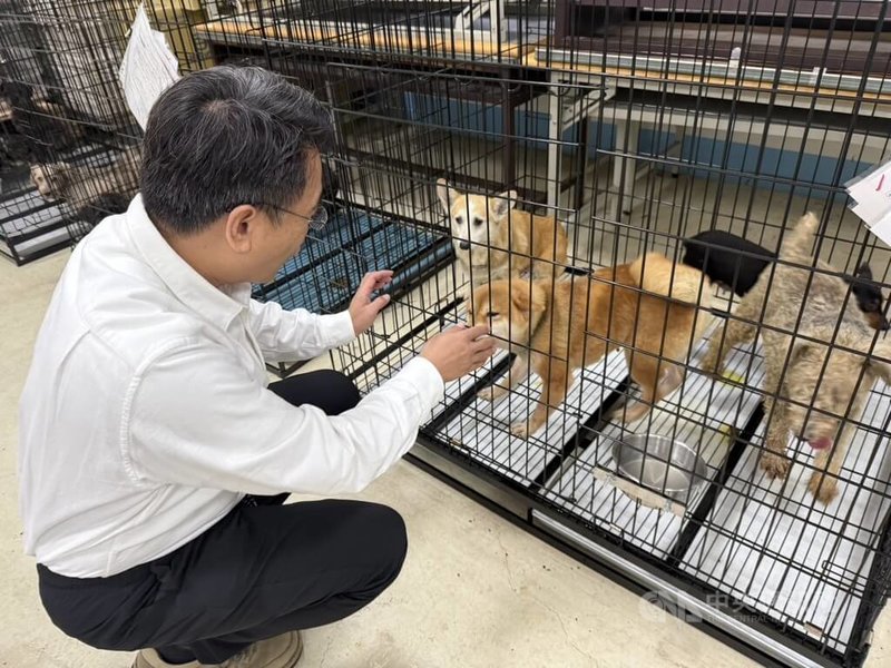 苗栗縣政府沒入「人人犬舍」逾200隻品種犬,其中85隻7歲齡以上完成絕育犬隻19日在動物保護教育園區(收容所)開放首批認養,有52隻找到新飼主,其餘33隻持續等待溫暖新家。中央社記者管瑞平攝 114年11月19日