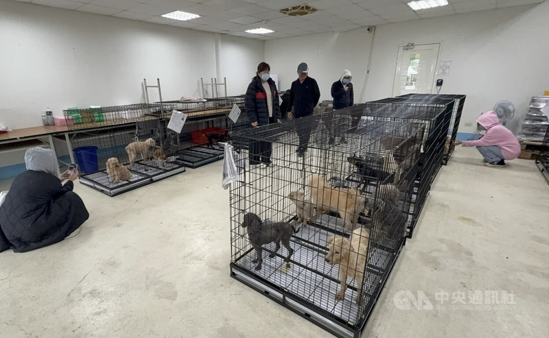 苗栗縣政府沒入「人人犬舍」逾200隻品種犬，首批85隻7歲齡以上犬隻完成絕育及照護觀察後，19日開放民眾認養。中央社記者管瑞平攝　114年11月19日