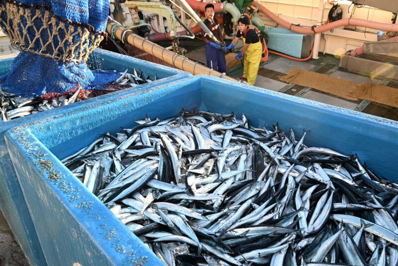 圖為日本福島縣1處港口擺放剛捕獲的秋刀魚。（共同社）