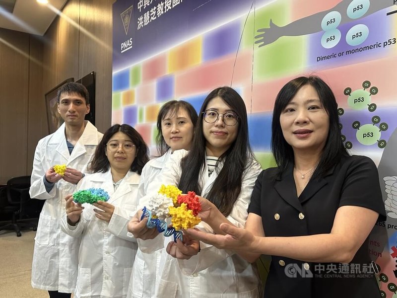 中興大學生命科學系教授洪慧芝（右1）研究團隊在國際期刊「美國國家科學院院刊」（PNAS）發表最新研究成果，揭開腫瘤抑制蛋白p53（圖中紅黃模型）被特定酵素「關機」的分子機制，21日於記者會說明。中央社記者趙麗妍攝　114年11月21日
