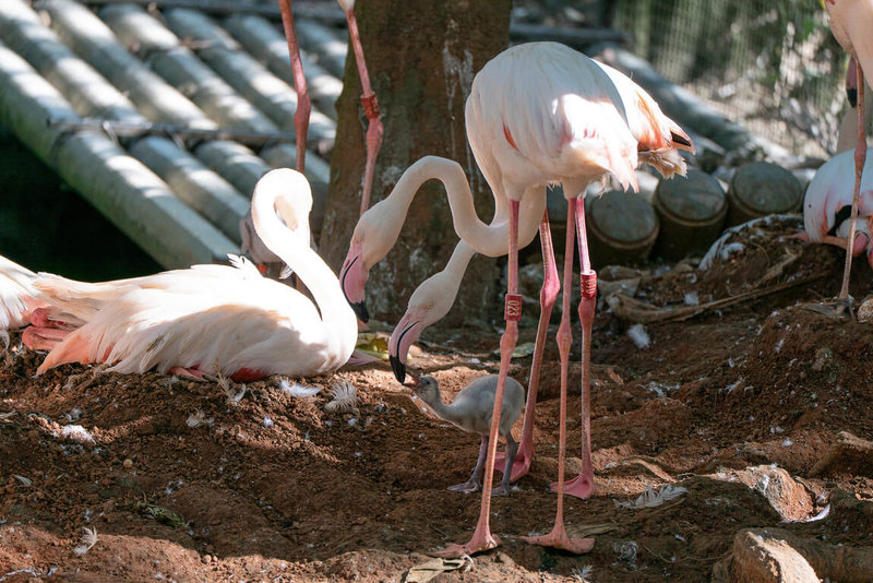 台北市立動物園表示，園內目前有6隻1到2個月大的大紅鶴幼鳥，有幾隻全身仍布滿灰色絨毛，有些個體成長較快速，逐漸長出灰黑色的亞成鳥羽毛，是一次觀察到成鳥、亞成鳥與幼鳥同框的難得機會。（台北市立動物園提供）中央社記者陳昱婷傳真　114年11月21日