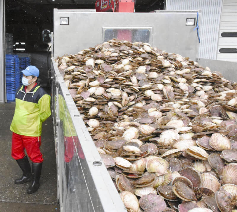 日本干貝業者自核處理水排放事件後警覺「中國風險」，對重新出口態度謹慎。此外，經過兩年禁輸期的調整，許多人早已分散市場，開拓美國、歐盟等新通路。圖為北海道產扇貝。（共同社）