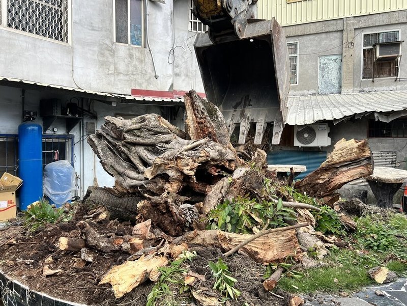 花蓮富里鄉中山路土地公廟旁的百年老榕樹,見證富里鄉歷史,老一代人稱「倒栽榕」,去年11月颱風康芮侵襲後,樹體嚴重受損,僅存的枝條亦逐漸枯萎,樹醫師檢查,確定枯死,富里鄉公所日前移除老樹根部,未來將與社區討論選擇新的樹種。(富里鄉公所提供)中央社記者張祈傳真 114年11月22日