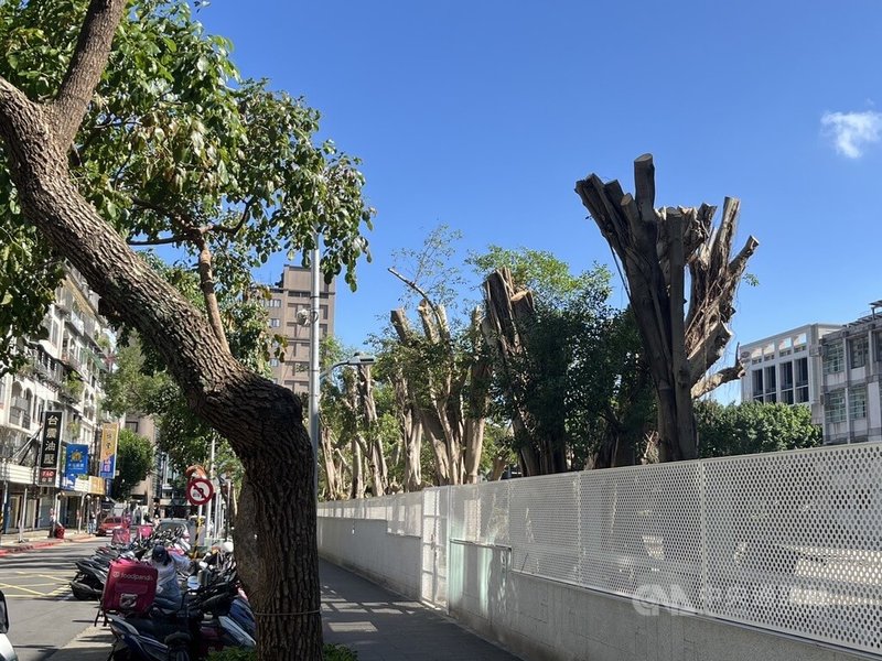 台北市蘭州國中北側原有一排校樹與牆外行道樹並列，近日樹冠、樹幹遭截斷，約剩2層樓高度；校方指出，由於要興建風雨球場，樹高5層樓會擋到，因此請人來修剪。中央社記者楊淑閔攝　114年11月23日