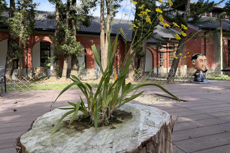 台南山上花園水道博物館內一棵羅漢松倒伏，館方移除後保留樹頭，在原樹心缺口處放進一株文心蘭，近日開出亮黃色花朵，成為另類生態景觀。（台南市文化局提供）中央社記者楊思瑞台南傳真　114年11月23日