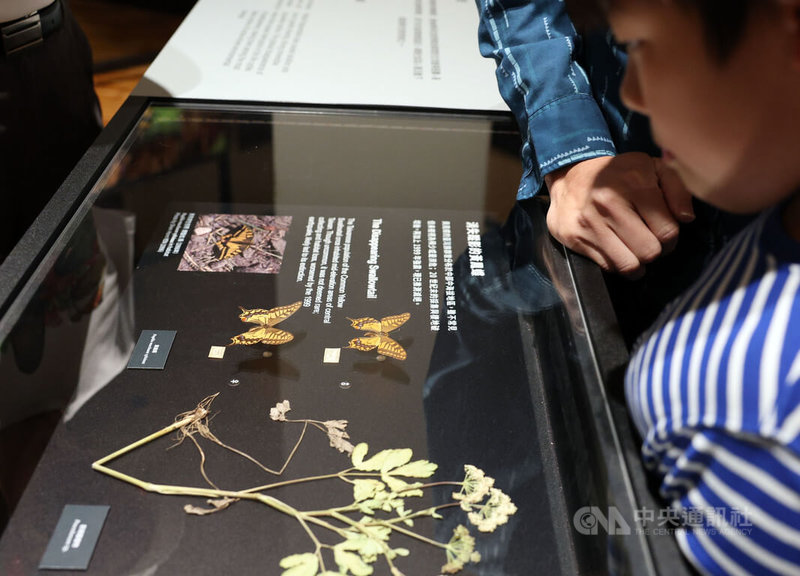 「島嶼飛行－台灣蝶蛾生存記」特展即日起在國立台灣博物館展出，集結近300件蝶蛾標本，目前推測滅絕的黃鳳蝶台灣亞種也在其中展出，2款標本分別製作於1966年與1934年。中央社記者郭日曉攝　114年11月24日
