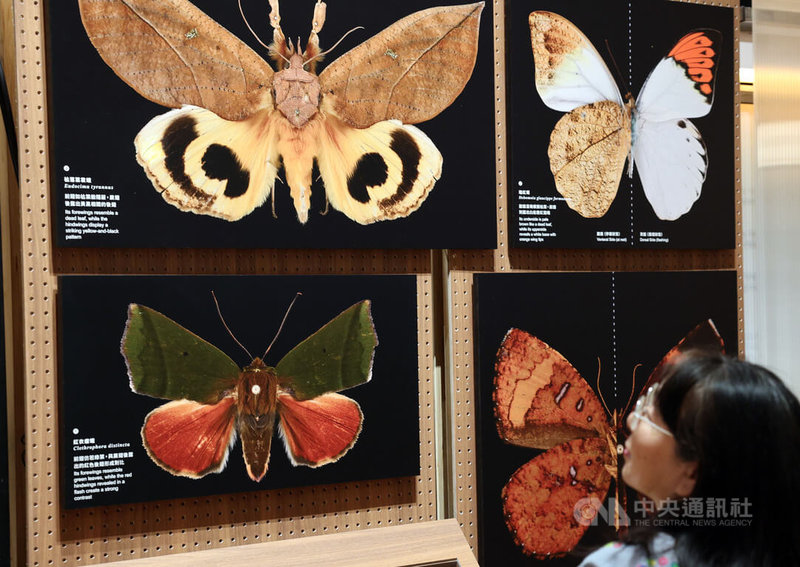 國立台灣博物館以台灣蝶蛾為主角推出「島嶼飛行」特展，透過蝶蛾標本讓觀眾一探蝶蛾當代生存術，特展即日起至2026年5月31日展出。中央社記者郭日曉攝　114年11月24日