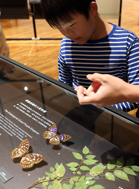 國立台灣博物館「島嶼飛行－台灣蝶蛾生存記」特展聚焦台灣逾5000種蝶蛾，在這座高山島嶼如何應對重重挑戰，刻畫生命印記，並展出多件珍稀標本，包括瀕危的大紫蛺蝶，展期至2026年5月31日。中央社記者郭日曉攝　114年11月24日