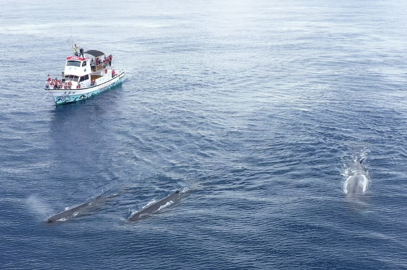 花蓮縣福爾摩沙協會自2023年啟動太平洋抹香鯨π計畫，25日公布監測成果，累計89趟航次、442小時航行，總計207次鯨豚目擊、16種物種；錄製359筆水下原始錄音，整理出269筆可用音檔，其中126筆為抹香鯨聲紋紀錄。（花蓮縣福爾摩沙協會提供）中央社記者張祈傳真 114年11月25日