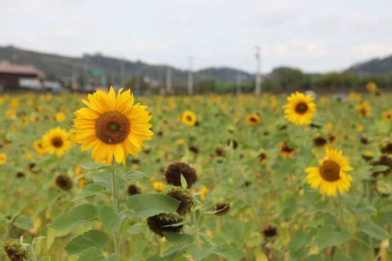 農業部農糧署鼓勵農友在冬季休閒期種植綠肥作物,美麗的向日葵花海景觀效益佳。(農糧署提供)中央社記者汪淑芬傳真 114年11月26日