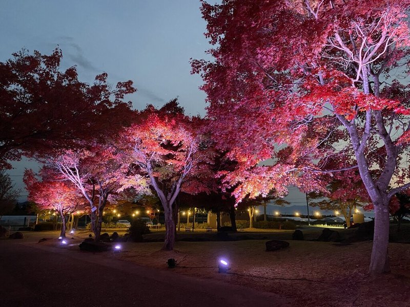 位於福島縣會津地區的磐梯町，近年來因獨特的自然風光逐漸受到旅客關注，當地國家指定史跡「慧日寺」紅葉季舉辦紅葉點燈活動，吸引眾多旅客前來。（磐梯町提供）中央社記者戴雅真東京傳真　114年11月27日