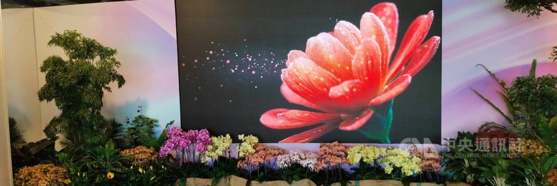 「2025台灣花卉推介會」27日上午在台北花博公園爭艷館開幕，主辦單位農業部農糧署表示，這次展出1500餘花卉品種，首日邀花卉相關業者憑名片換取專業參觀證入場，28日至30日全面免費開放民眾參觀，共享花卉盛事。中央社記者汪淑芬攝  114年11月27日