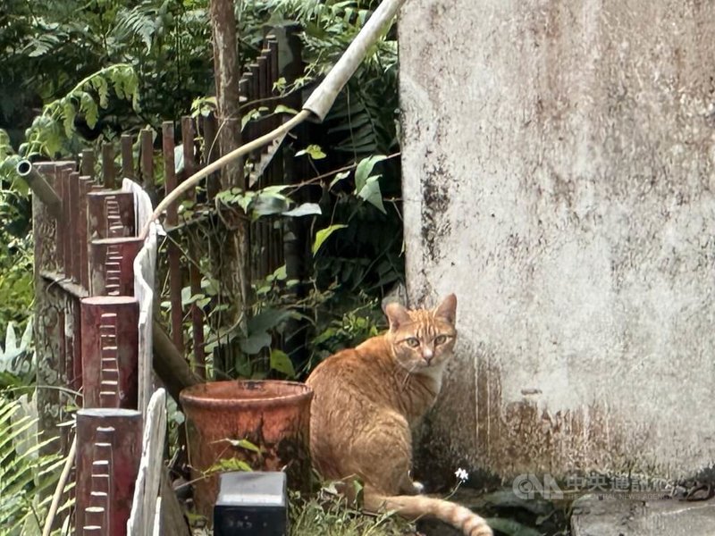 常出沒在台中市和平警分局大棟派出所的橘貓「小橘」除了報到吃飯、幫忙解決所內蛇害,有時也會捉來老鼠和員警分享或交換飼料。中央社記者趙麗妍攝 114年11月28日