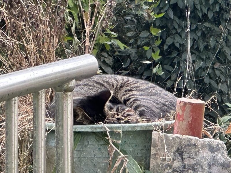 台中市和平警分局大棟派出所位處深山,所內常有蛇類來築巢下蛋,3隻野貓經員警餵食後,開始幫忙出手抓蛇,1年消滅一半以上數量。圖為花貓「奇奇」悠閒躺在花盆中睡覺。中央社記者趙麗妍攝 114年11月28日