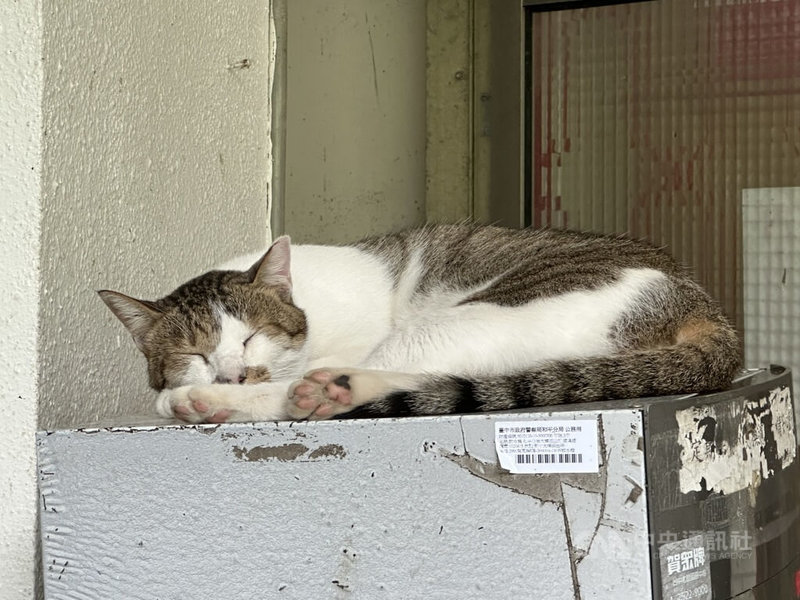 台中市政府警察局和平分局大棟派出所有3隻野貓常出沒，員警表示，飲水機上的貓咪叫「咪咪」，是第一隻來派出所的貓，餵食幾次後，牠的兄弟姐妹們也開始來報到，甚至會幫忙解決蛇害。中央社記者趙麗妍攝　114年11月28日