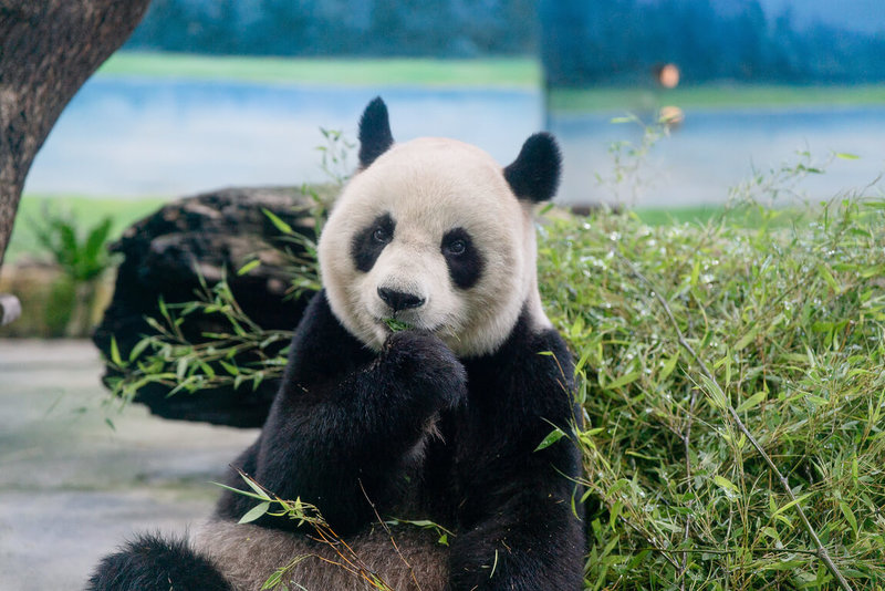 台北市立動物園28日公布21歲大貓熊「圓圓」年度健康檢查結果，結果顯示「圓圓」主要器官功能良好，胃與食道內視鏡也未見異常，不過隨著年紀增長，牠的部分身體機能已開始出現明顯老化跡象。（台北市立動物園提供）中央社記者陳昱婷傳真　114年11月28日