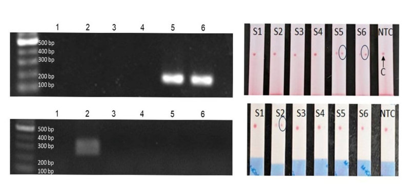 農業部28日指出，水產試驗所運用分子生物鑑定技術，成功開發出烏魚系群快速檢測試紙，可協助業者迅速判別魚苗來源，篩選出適合當地養殖的系群。（水產試驗所提供）中央社記者汪淑芬傳真　114年11月28日