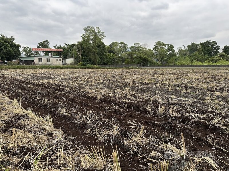 馬太鞍溪堰塞湖潰流造成花蓮縣光復鄉等約600公頃農田被泥砂掩埋,耕地受損嚴重。花蓮農改場提土壤改良策略,期望透過示範試驗,提供可行田間管理模式,逐步恢復農地健康。中央社記者李先鳳攝 114年11月30日