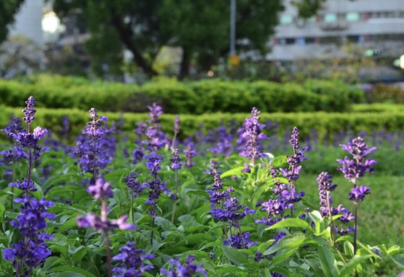台北市公園處說，粉萼鼠尾草為唇型花，鐘型花萼在花朵枯萎後仍留存，遠看像是開花，有如薰衣草花穗般浪漫，仁愛圓環選用白色、藍色，透露著細緻優雅。（台北市公園處提供）中央社記者楊淑閔傳真　114年11月30日