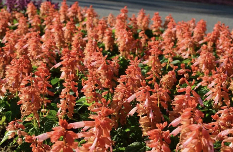 台北市公園處說，一串紅觀賞部位為宿存鐘形花萼，花謝後花萼仍可觀賞數月，外觀似垂掛的爆竹，又名「爆竹紅」；仁愛路選用紅色、紫色及鮭紅色，增喜氣。（台北市公園處提供）中央社記者楊淑閔傳真　114年11月30日