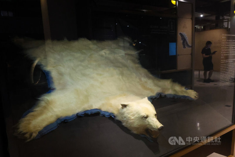「第六次大滅絕？命運還是機會」特展2日起將在國立台灣博物館南門館紅樓展示館2樓展出，帶領大家理解人類活動正加速物種消失、推動第6次大滅絕的現況。圖為展區展出北極熊標本。中央社記者吳家昇攝　114年12月1日