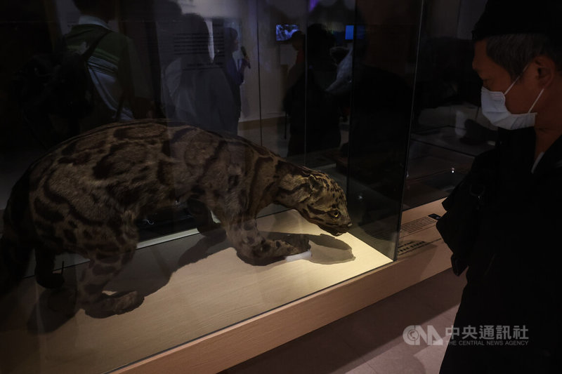 「第六次大滅絕？命運還是機會」特展將於國立台灣博物館南門館紅樓展示館登場，展期至115年11月1日，展覽集結國內重要典藏與借展標本，包括已滅絕的台灣雲豹。中央社記者吳家昇攝　114年12月1日