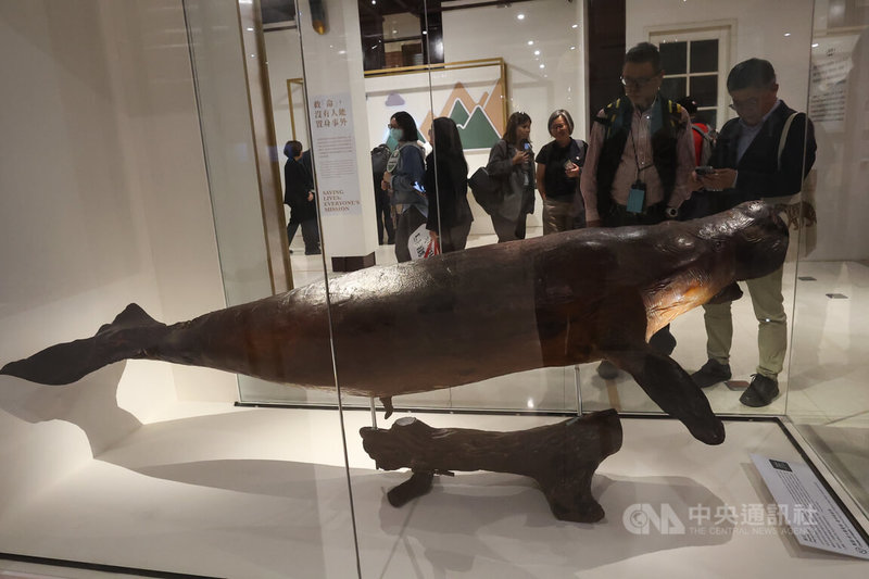 「第六次大滅絕？命運還是機會」特展開幕典禮1日下午舉行，展場精選多件國立台灣博物館珍貴典藏標本，帶領觀眾近距離觀察瀕危物種的樣貌，其中極為罕見的儒艮為展示焦點之一。中央社記者吳家昇攝　114年12月1日