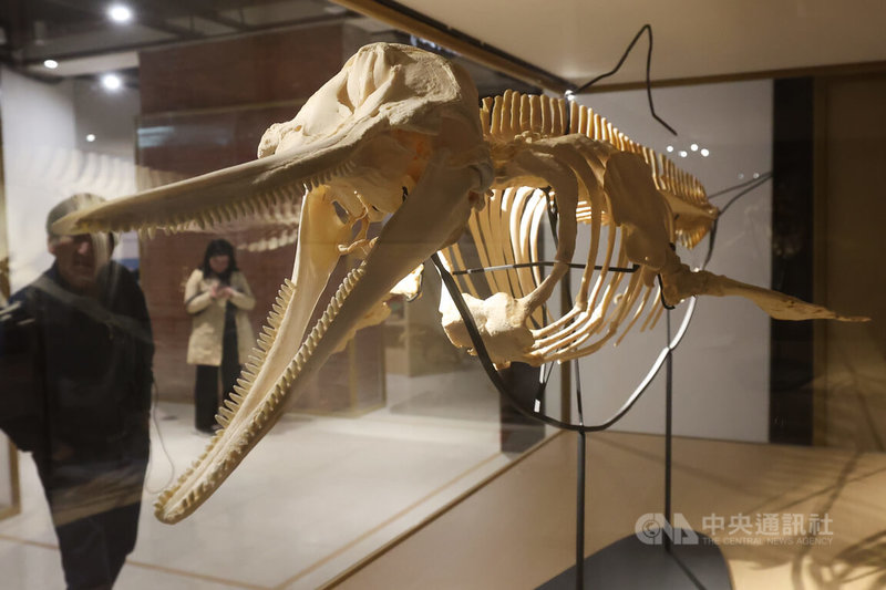 國立台灣博物館推出「第六次大滅絕？命運還是機會」特展，以自然史為主軸，結合珍貴標本與科技互動裝置，帶領民眾回顧地球五次大滅絕的歷程，現場也展出中華白海豚標本。中央社記者吳家昇攝　114年12月1日