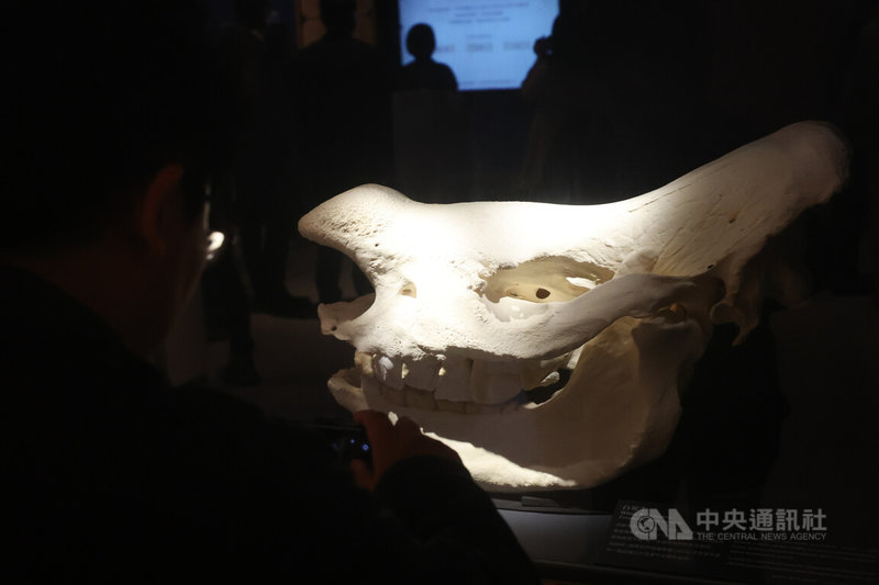 國立台灣博物館攜手農業部林業及自然保育署推出「第六次大滅絕？命運還是機會」特展，2日將於台博館南門館正式展出，並規劃4大展區，北方白犀牛標本也將展出。中央社記者吳家昇攝　114年12月1日