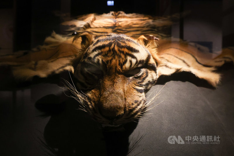 「第六次大滅絕？命運還是機會」特展2日起展出，精選多件國立台灣博物館的珍貴典藏標本，包括爪哇虎虎皮，展覽盼喚起民眾對物種棲地破壞與生存困境的關注，並體認保育行動的刻不容緩。中央社記者吳家昇攝　114年12月1日
