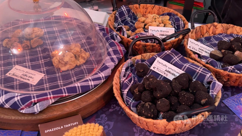 義大利古城拉奎拉近日盛大舉行松露國際展，其松露享有森林黃金美譽，白松露（玻璃蓋內）因產季短，1公斤要價動輒可達新台幣20萬元。中央社記者黃雅詩拉奎拉攝　114年12月1日