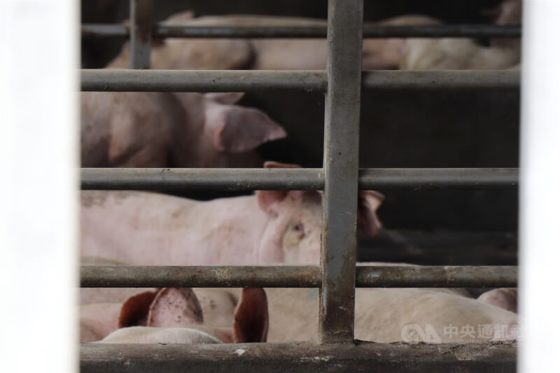 圖為彰化縣一間豬場。（中央社檔案照片）