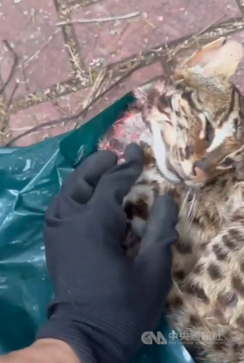 越南移工獵殺石虎及貓羈押中，同鄉販售一審判12月。（中央社檔案照片）