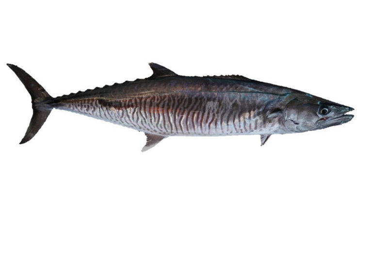 土魠魚肉質香甜，是高經濟價值的魚種，但近年產量衰退。農業部水產試驗所成功利用土魠魚耳石，掌握其洄游行為，可作為台灣沿近海漁業資源管理的重要科學依據。（水試所提供）中央社記者汪淑芬傳真     114年12月2日