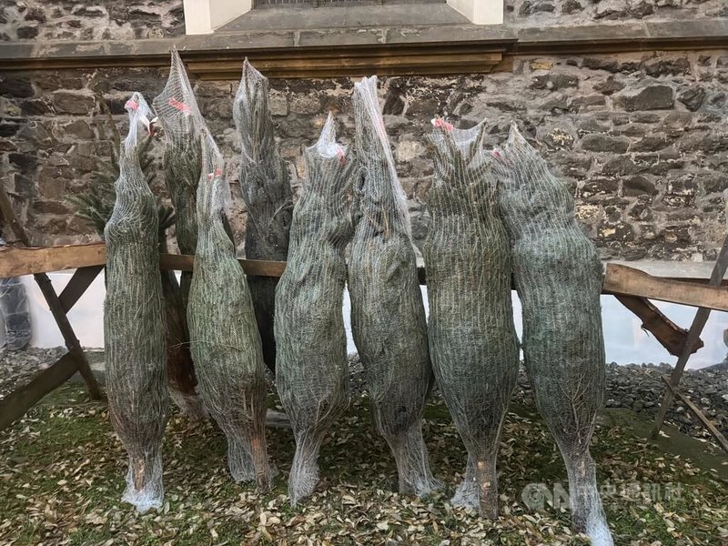 邁入12月,捷克首都布拉格耶誕氣息濃厚,街頭開始出現販賣耶誕樹的攤商。中央社記者劉郁葶布拉格攝 114年12月3日