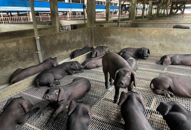 農業部擬自2027年起全面禁止廚餘養豬，由於桃園市以黑毛豬為大宗，主要是以廚餘飼養，預估將受衝擊。（桃園市農業局提供）中央社記者葉臻傳真　114年12月3日