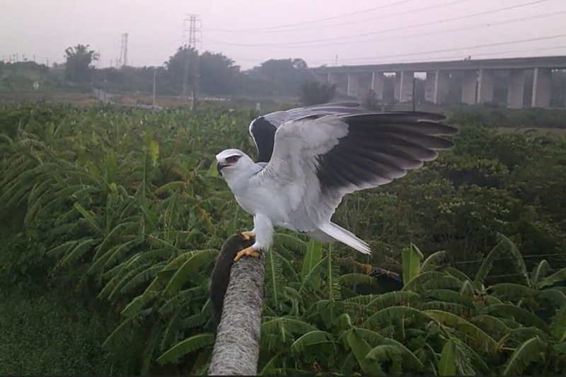 台南市政府農業局推動於重點農田區設置猛禽棲架，提供猛禽安全停棲點，防治野生動物造成危害。圖為黑翅鳶停棲並捕獲鼠類。（台南市農業局提供）中央社記者楊思瑞台南傳真　114年12月3日