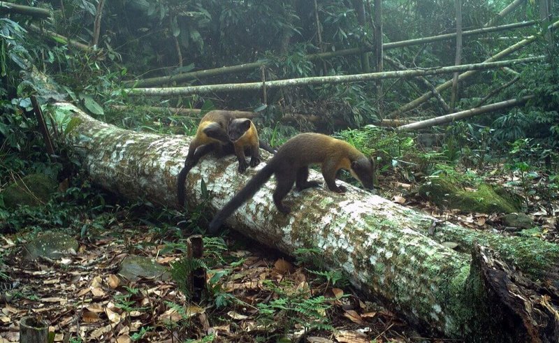 林保署嘉義分署近期完成「野生動物長期監測」的紅外線相機影像辨識與分析，監測拍攝到超過24種哺乳動物，包含黃喉貂等保育類動物。（林保署嘉義分署提供）中央社記者黃國芳傳真　114年12月3日