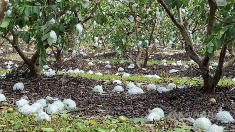 颱風楊柳重創台東農業，圖為8月14日台東一處農田芭樂落果。（中央社檔案照片）