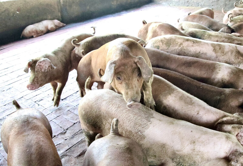 圖為高雄市一處養豬場豬隻。（中央社檔案照片）