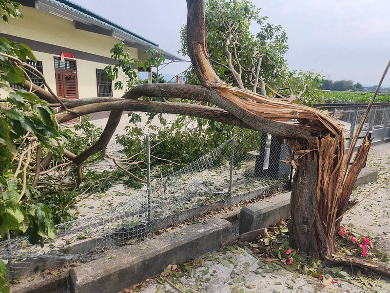 陸軍教育訓練暨準則發展指揮部4日表示，砲測中心進訓部隊上午執行火砲射擊訓練時，榴彈誤落導致3戶民宅局部受損，無人受傷；軍方會負責損壞民宅修復事宜，以確保房屋結構安全。圖為遭波及折損樹木。（民眾提供）中央社記者鄭維真傳真　114年12月4日