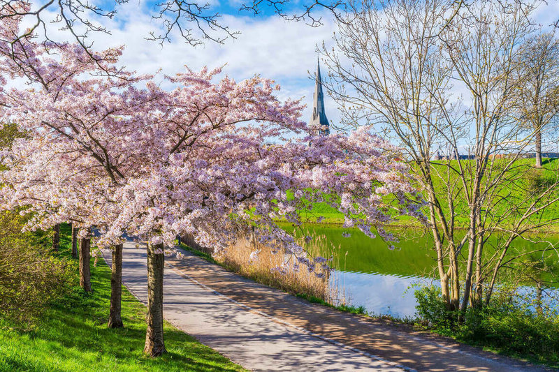 雄獅旅遊4日表示，從2023到2025年花季行程商品的參團人次分析，發現近3年來購買3到4月花季行程商品的人數逐年提高，甚至2025年參團人次比2023增加4倍之多，顯見越來越多民眾願意「出國賞花」。（雄獅旅遊提供）中央社記者余曉涵傳真　114年12月4日