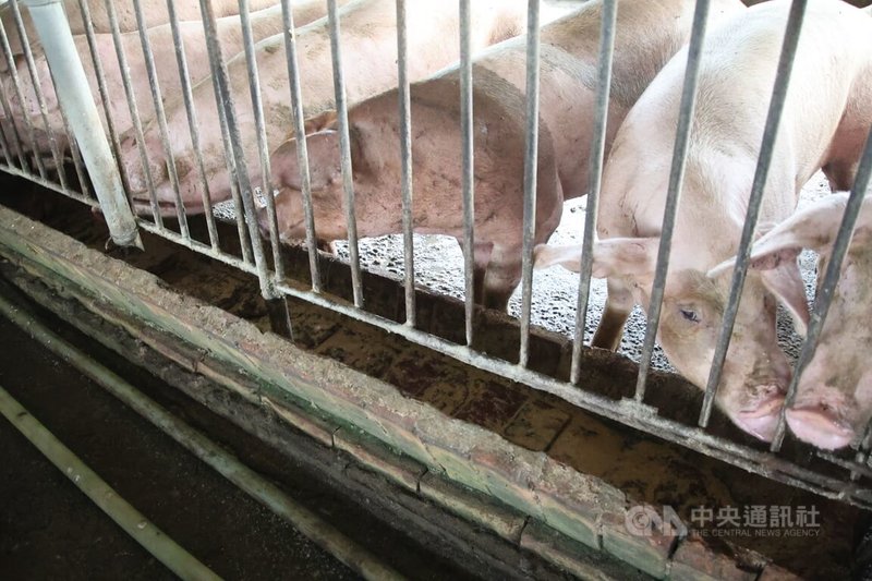 政府宣布自民國116年全面禁廚餘養豬，但也訂緩衝期，115年為最後一年轉型期限。圖為高雄市一處養豬場內豬隻。中央社記者董俊志攝　114年12月4日