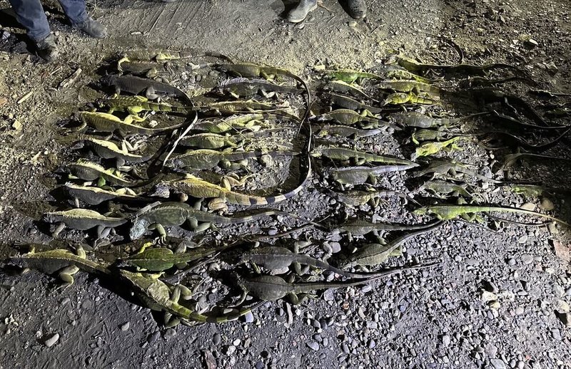 根據屏東縣政府統計，民國114年截至11月30日，共移除綠鬣蜥11萬7757隻，捕抓量創新高紀錄。（屏東縣政府提供）中央社記者李卉婷傳真　114年12月4日